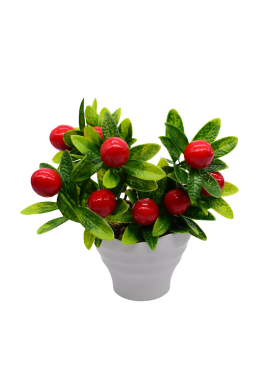 Cherry plant